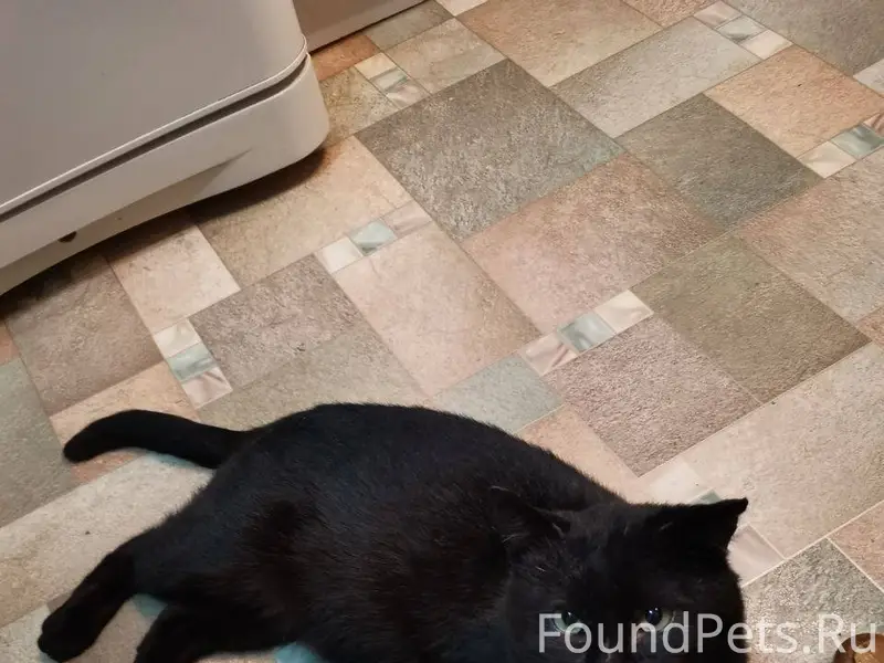 Пропал кот. Во вторник 16.12.....