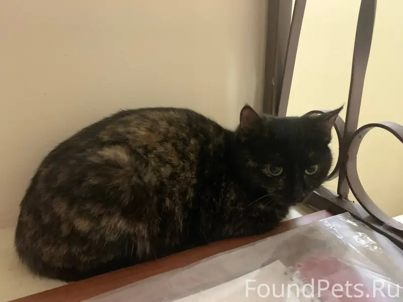 Найдена кошка в микрорайоне це...