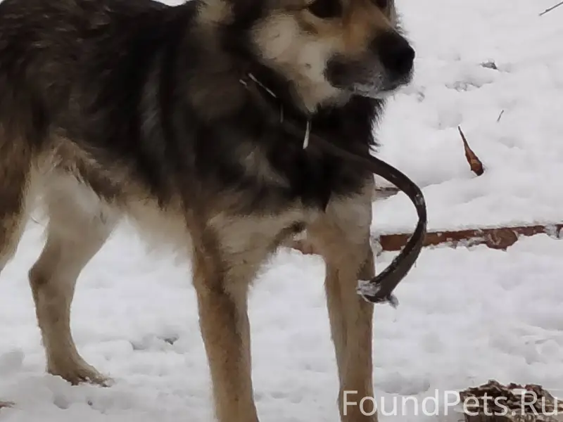 Здравствуйте Кто потерял собак...