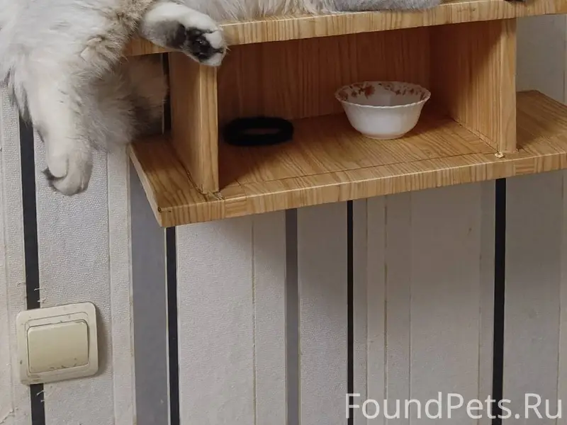 Пропал кот. Британская серебри...