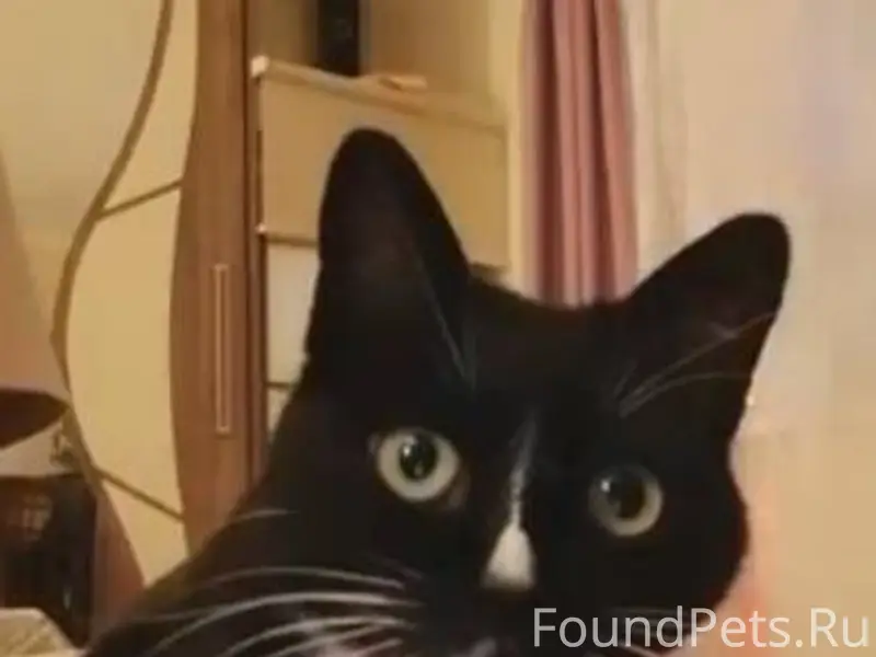 Пропал наш любимый кот Степа 2...