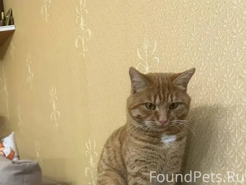 ПРОПАЛ КОТ Хозяева потеряли лю...