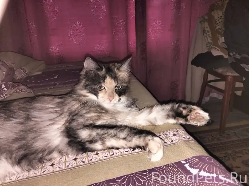 Пропала кошка, Район Монастыря...