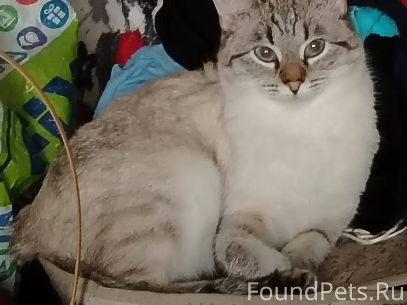 Пропала кошка. Выпала с балкон...