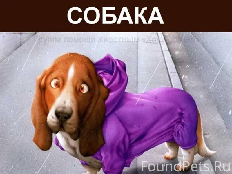 ❗ Собака на улице! ❗ Поселок.....