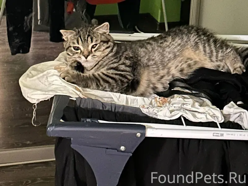 Пропала кошка, по клички мелка...