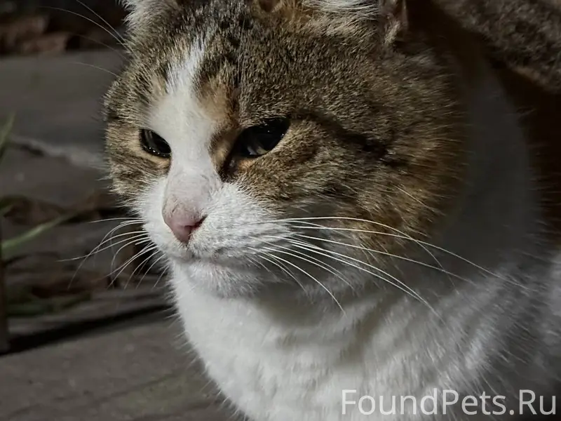 Найдена кошка! Возможно ее ище...