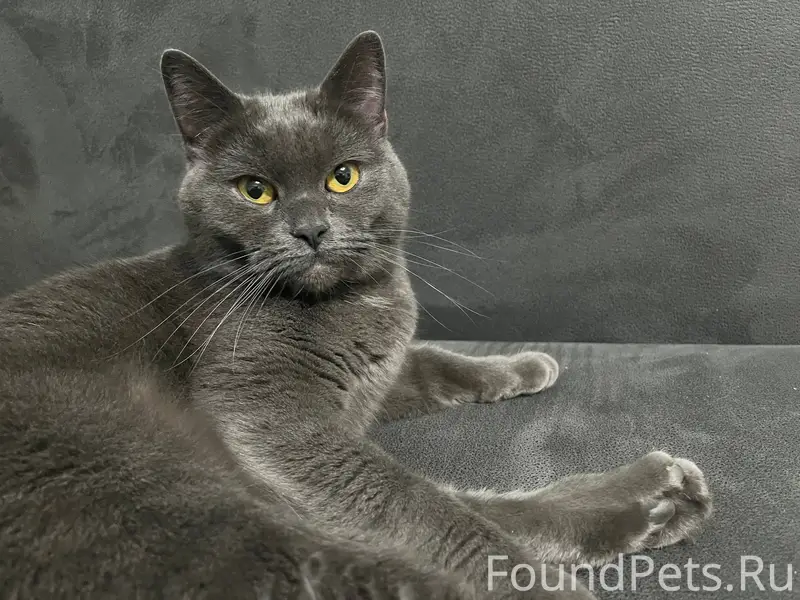 Нашла кошечку в районе самолет...