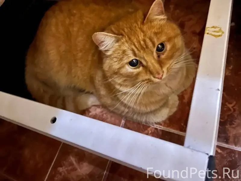 ❗️Найден кот❗️ 20.12.25 на...