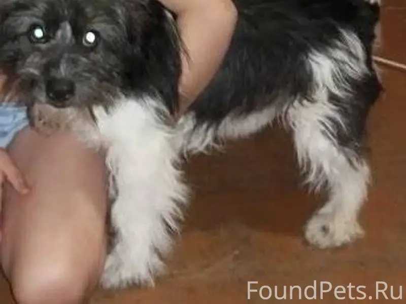 #потерялось_животное_Шадринск ...