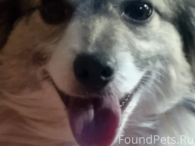 Потерялась собака маленькой по...