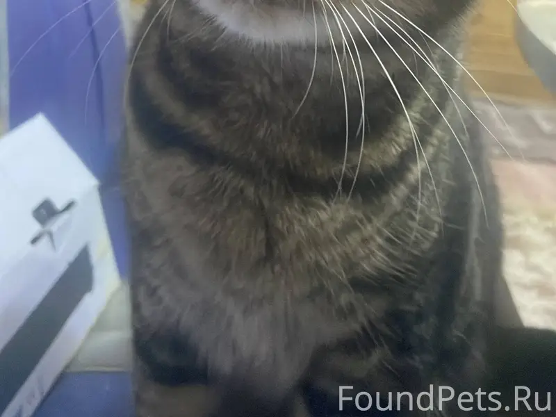 Пропал кот если кто видел дайт...