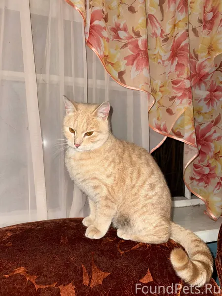 Пгт Мурыгино, чей потерялся? П...