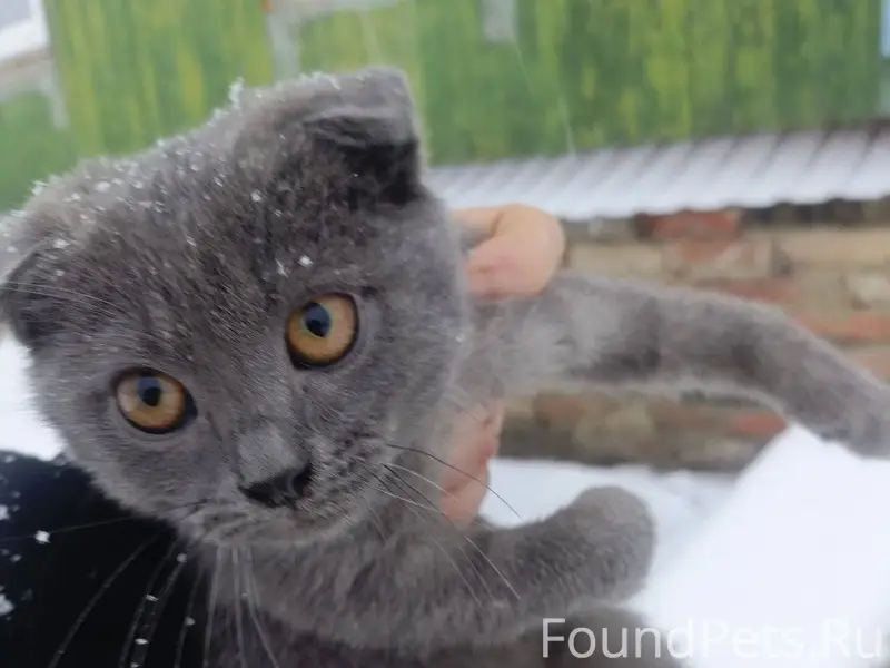 Заречка! Кто потерял котёнка? ...