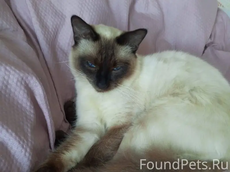 Пропал кот в районе больницы м...