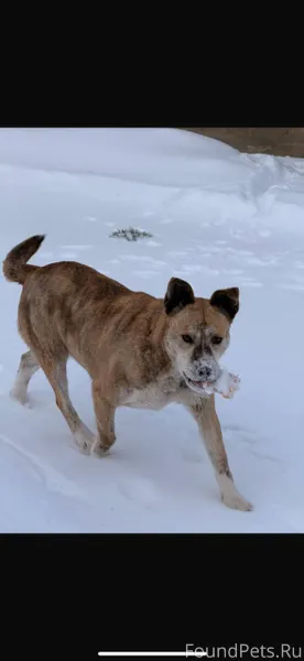 #найденКотопес04 По пос. Север...