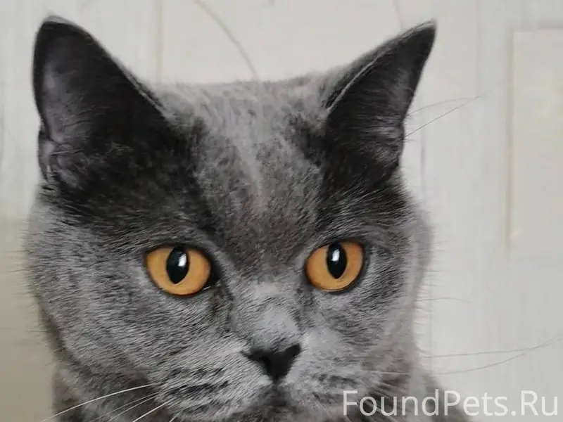 Пропала кошка британской пород...