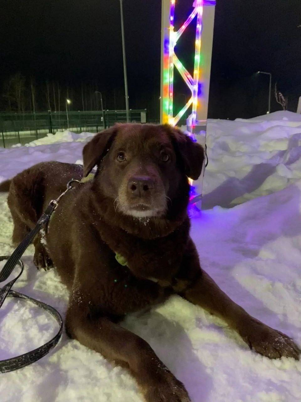 ❗❗❗Внимание. Пропала в лесу на...