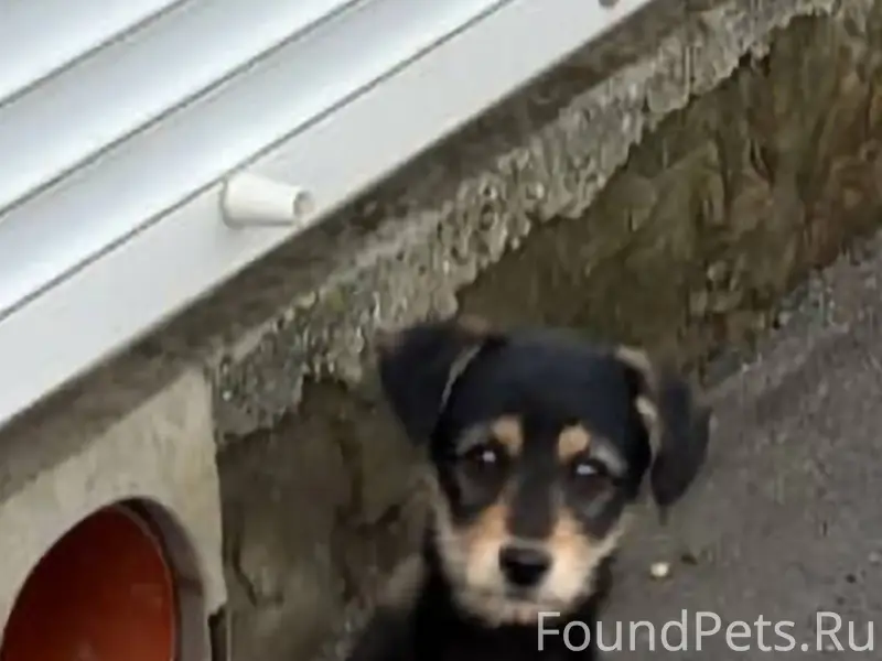 ПРОПАЛ ЩЕНОК !!! В субботу 20....