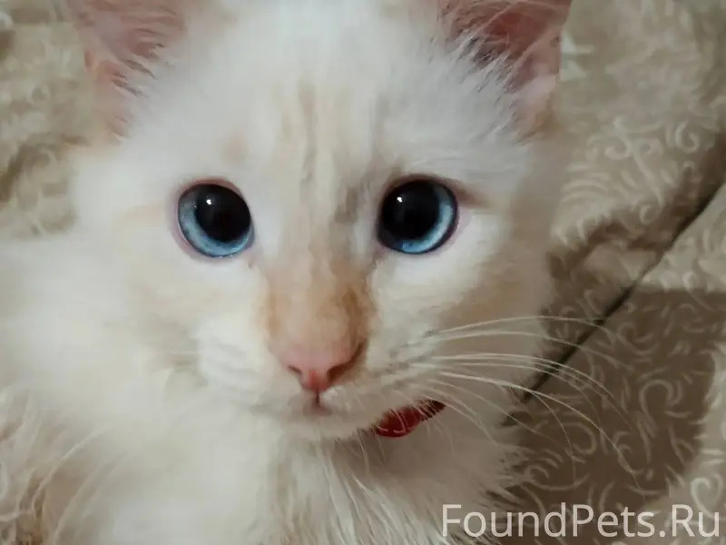 Пропал Кот Персик. 1.5 год...