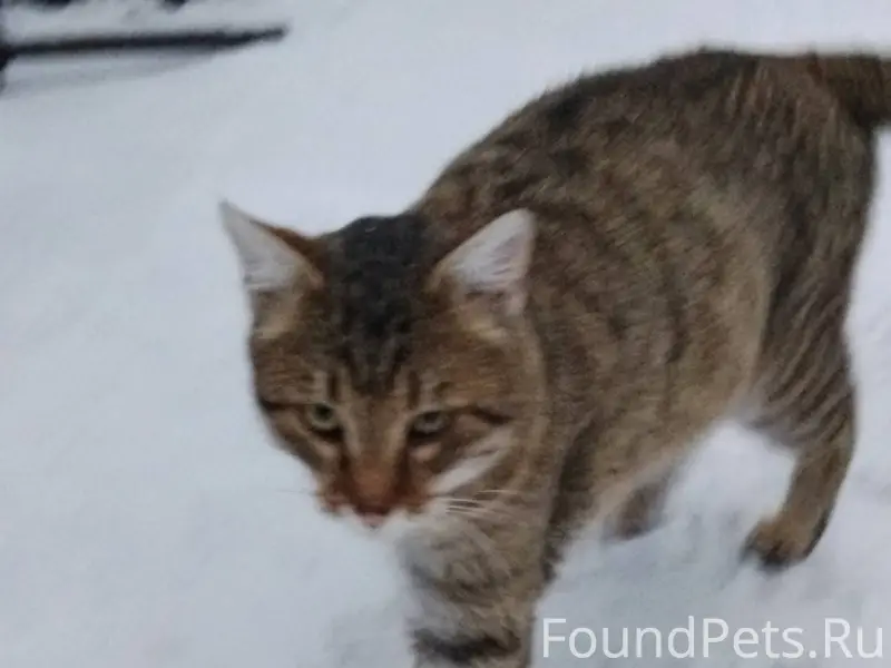 Убежал или выбросили? Район д....