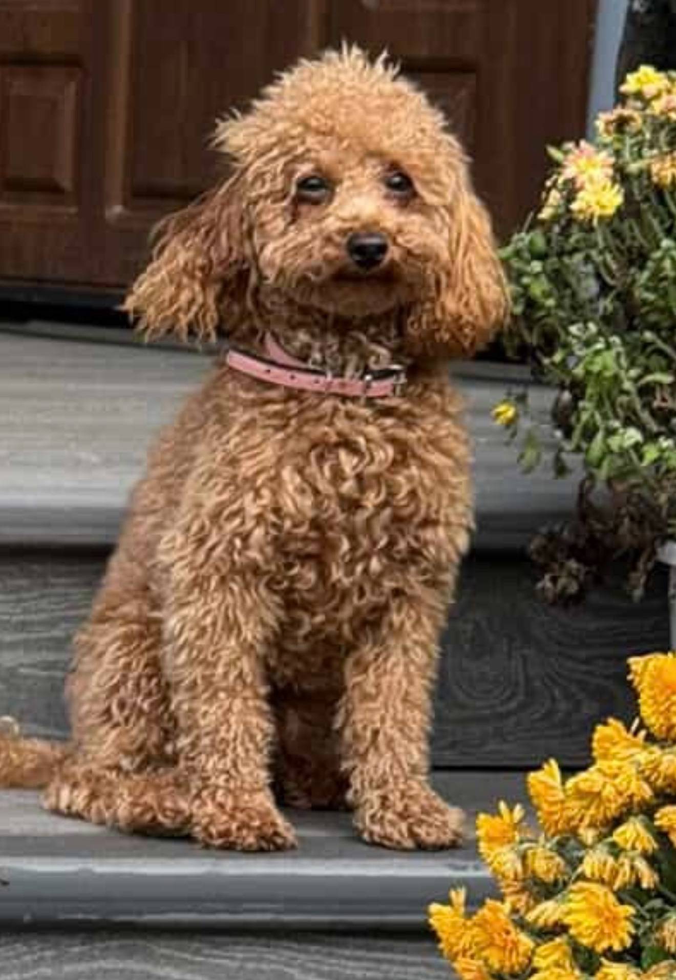 Потерялась собака, кличка Шанк...