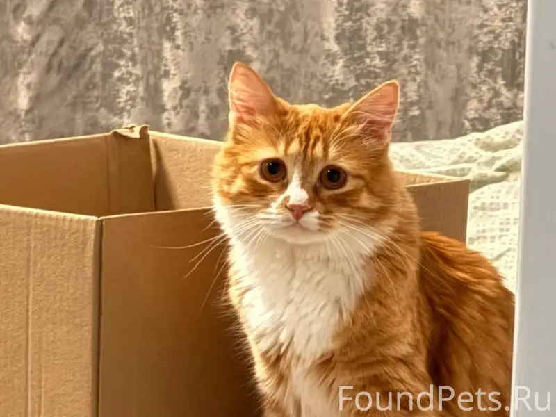 Пропал кот Зовут Кеша Выбежал ...