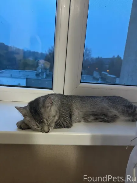 Пропал кот,с красным ошейником...