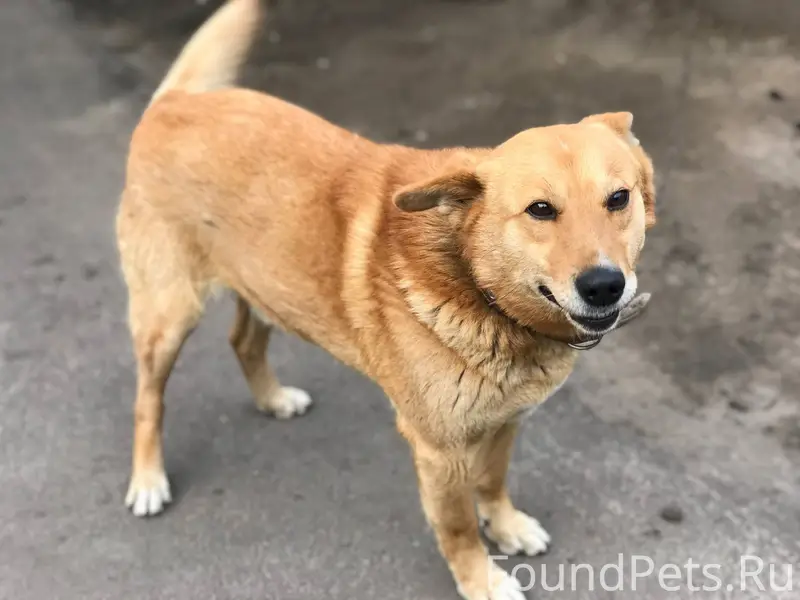 🆘Вчера утром убежала собака - ...