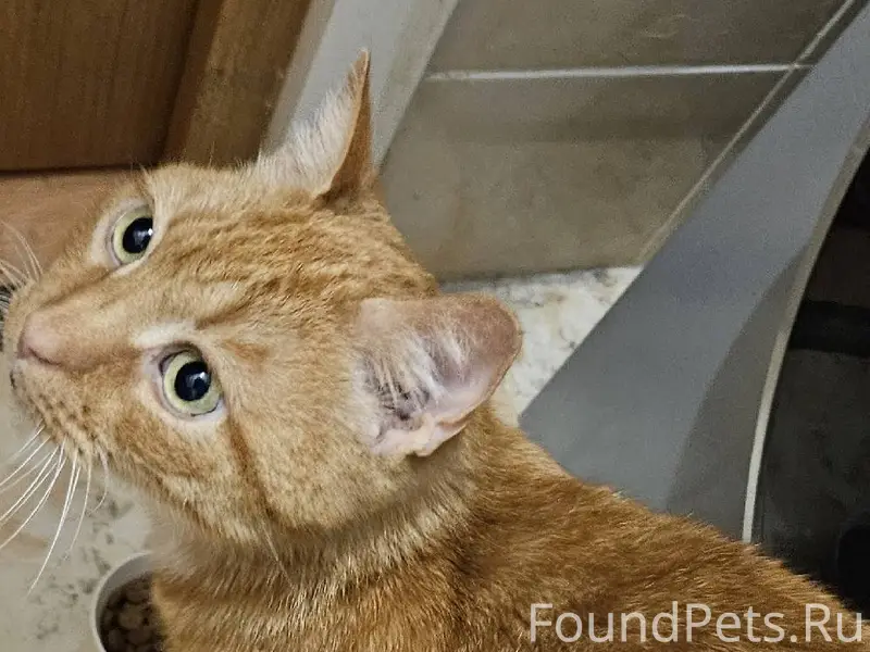 Найден кот. На Воскова 26к2, б...