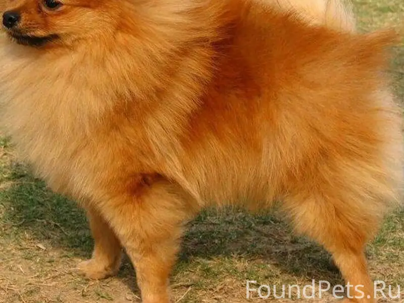 У улицы Адмирала Макарова 65 б...