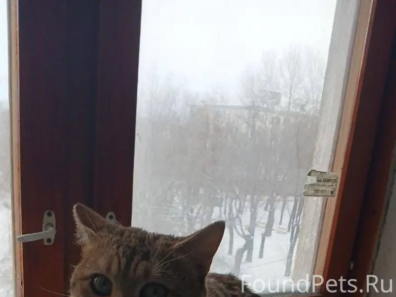 Хозяин, найдись!!! Во дворе до...