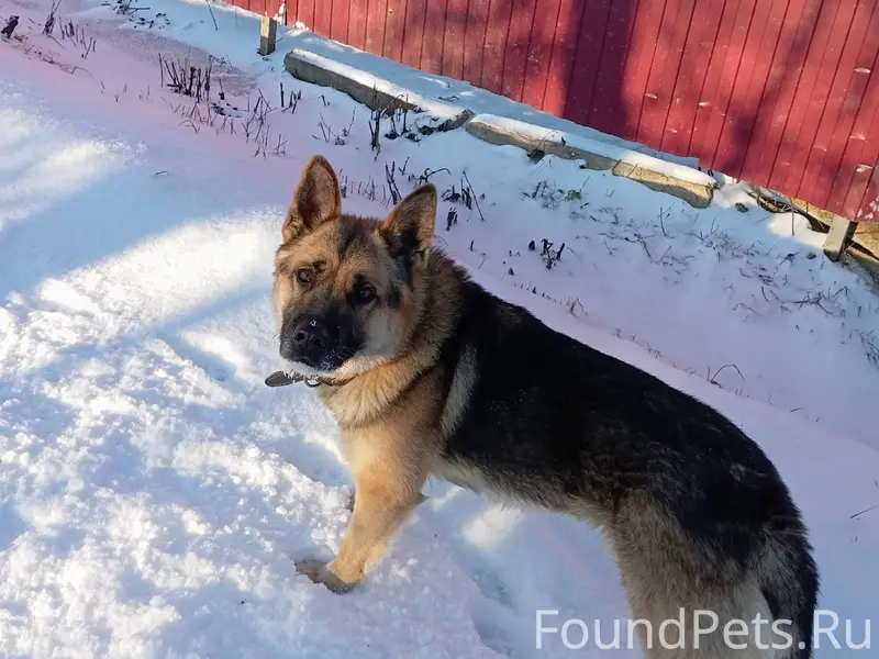 Бегает овчарка в районе Дубовс...