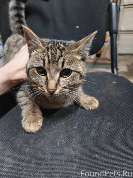 Чья кошка? Отзовитесь. Найдена...