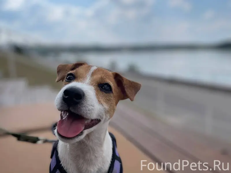 Пропала собака! Помогите найти...