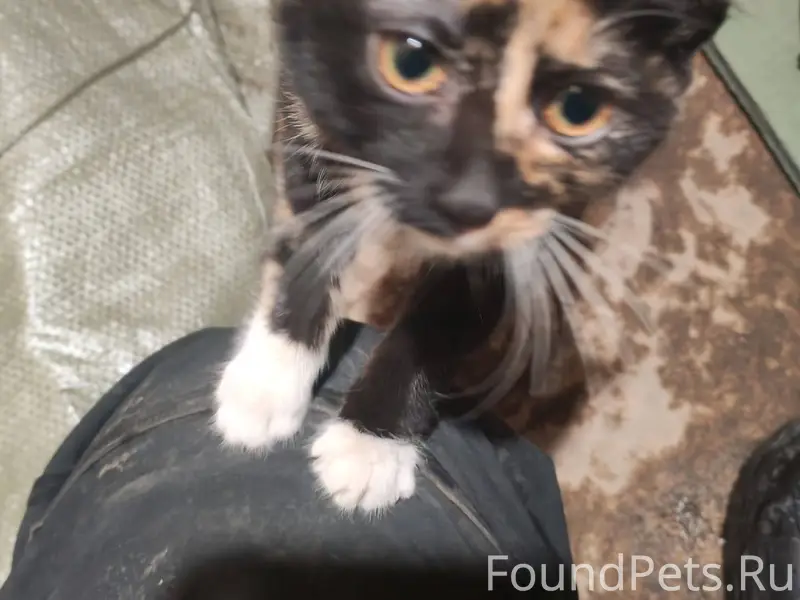 Найден котёнок. Живёт под быто...