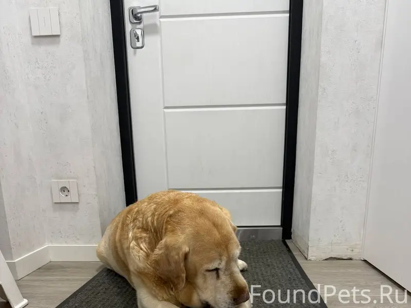 Срочно!! Возле орбиты найден п...