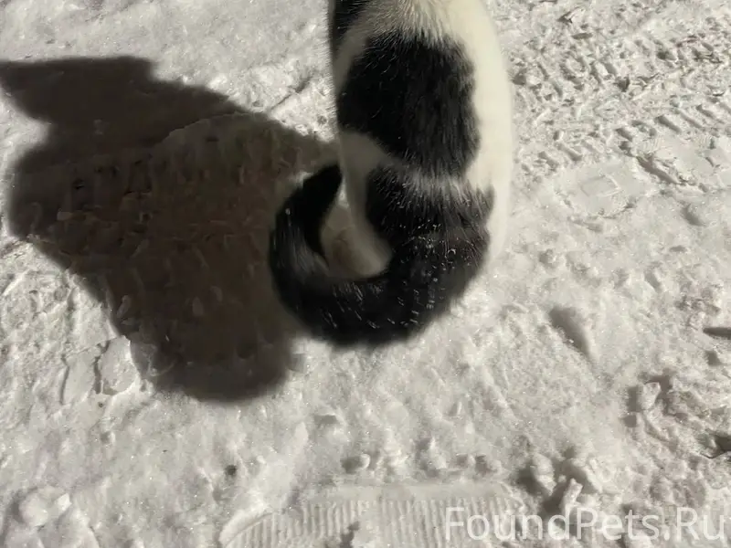В Пензе в районе дома Проспект...