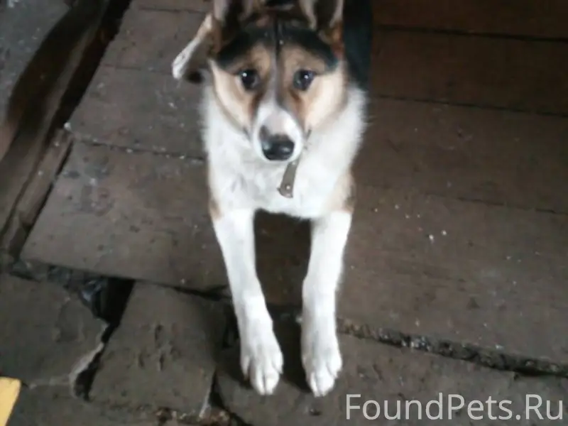 Пропал пёс с ул.Калинина,откли...