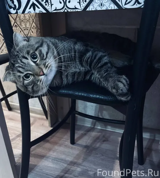 Пропал кот в районе 2школы Обо...