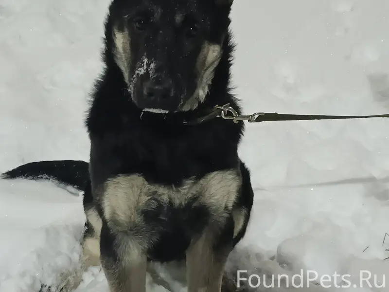 Помогите найти щенка, пожалуйс...