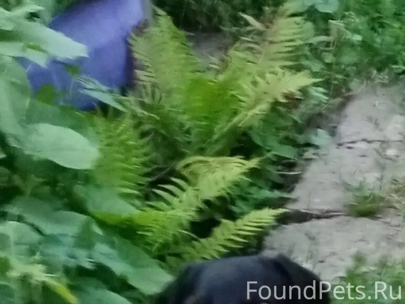 Пропала такса, по кличке Степа...