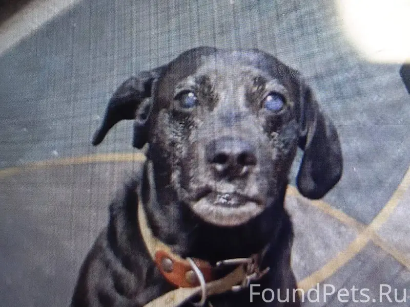 Потерялась собака по кличке Па...