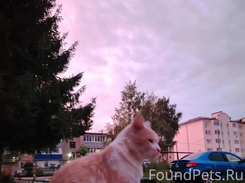Пропал кот, если кто видел соо...