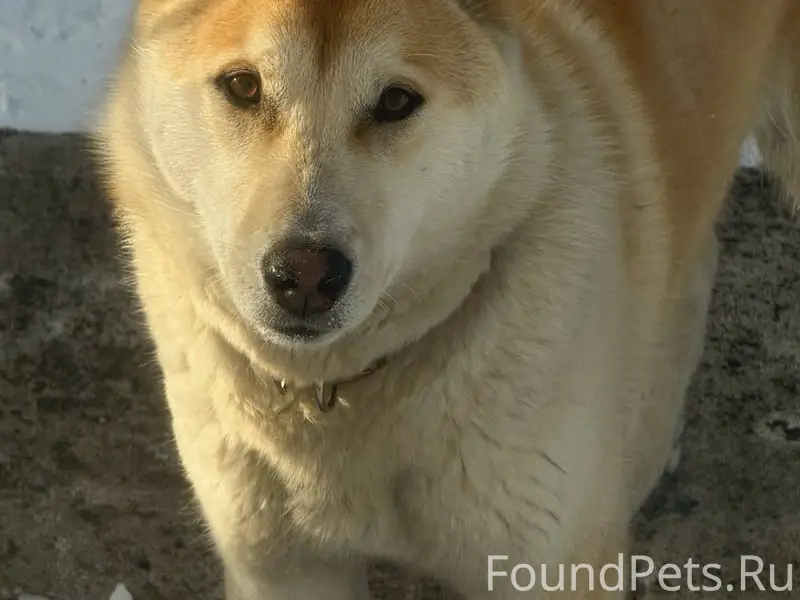 Потерялась собака по кличке Си...