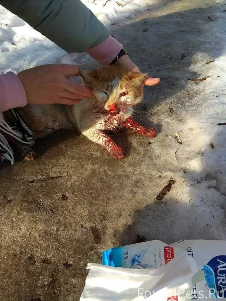 Голова уже идёт просто , круго...