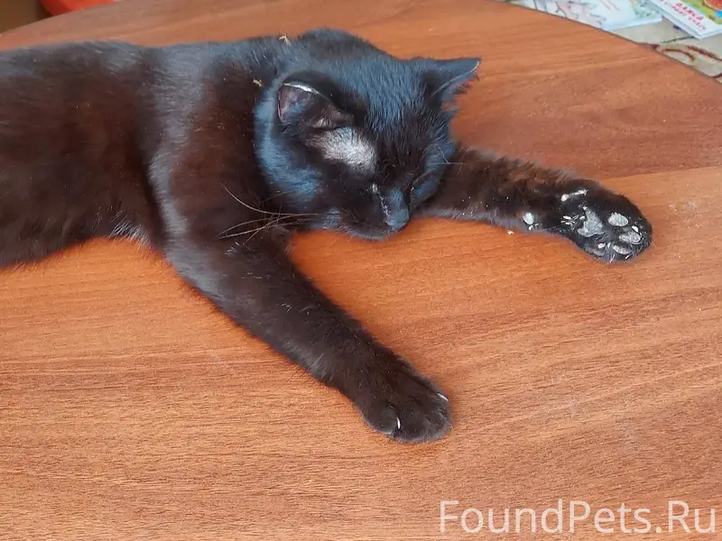 Пропал кот, черный, с зелёным ...