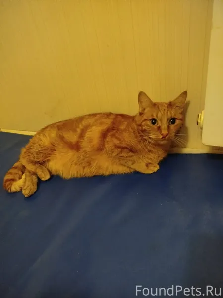 Найден КОТ в 3Б квартале около...