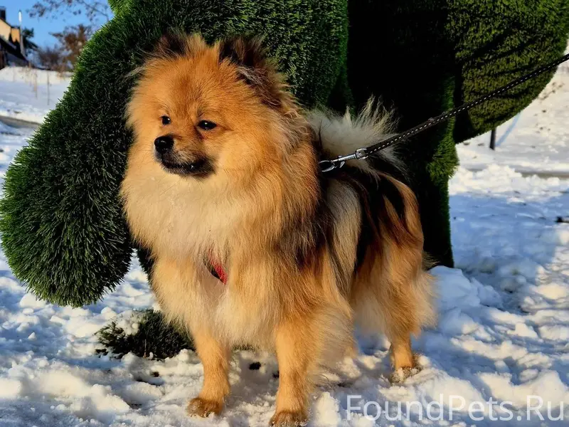 Пропала собака в районе ул. Во...