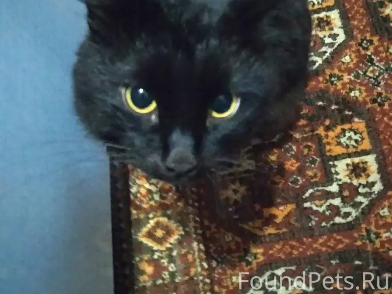 Пропал кот по кличке Тайсон, к...